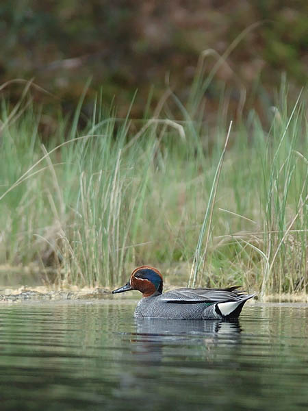 Tavi, Common Teal, Anas crecca
